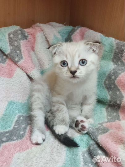 Шотландские котята