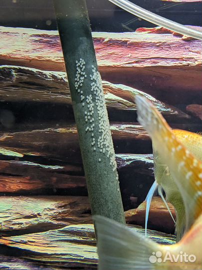 Нерестящая пара скалярий