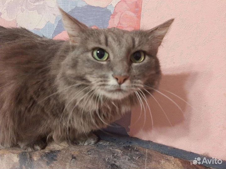 Ксюша ищет дом