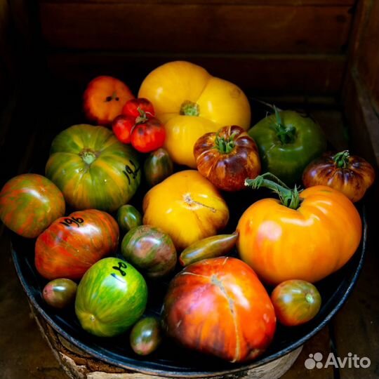 Коллекционные сорта томатов