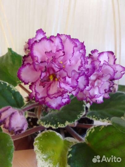 Сортовые Фиалки набор