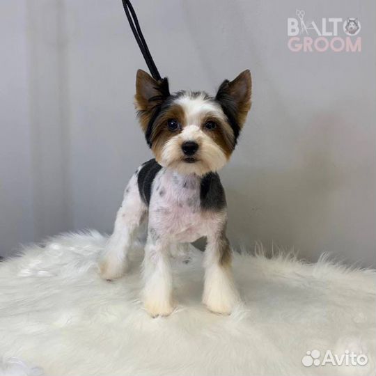 Стрижка собак и кошек (Калуга)