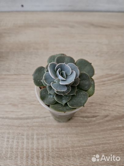 Суккуленты