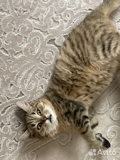 Потерялась кошка в семендере