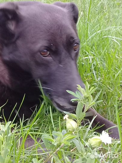 Ищем дом для преданной собаки