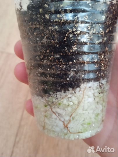 Пеларгония Mr Carlse