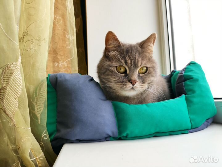 Красавчик кот Британец Страйт