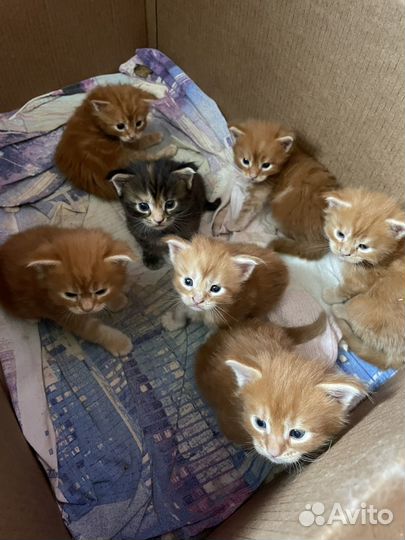 Котята мейн-кун