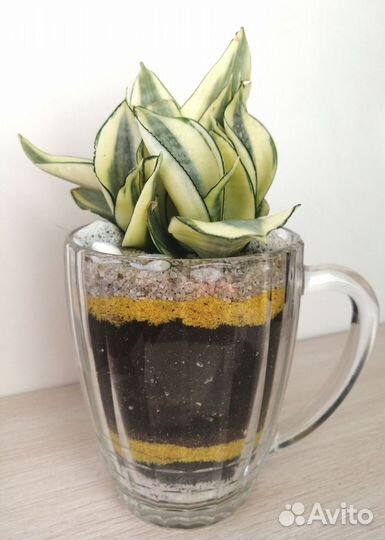 Флорариум подарок мужчине