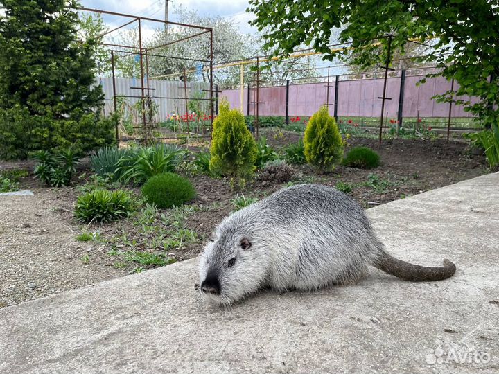 Нутрии на племя