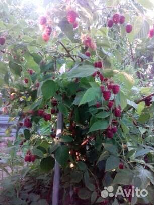 Саженцы ремонтантной безшипной малины