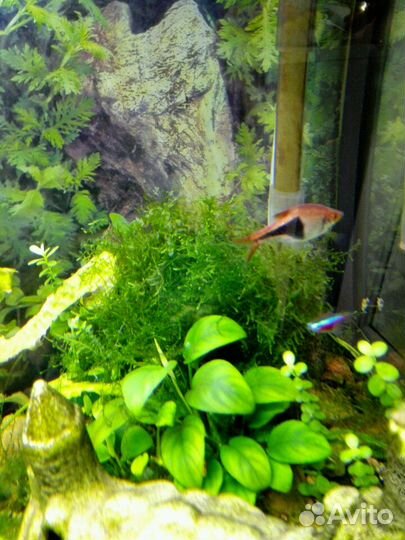 Аквариумные растения