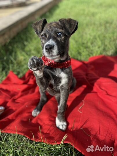 Щенок девочка