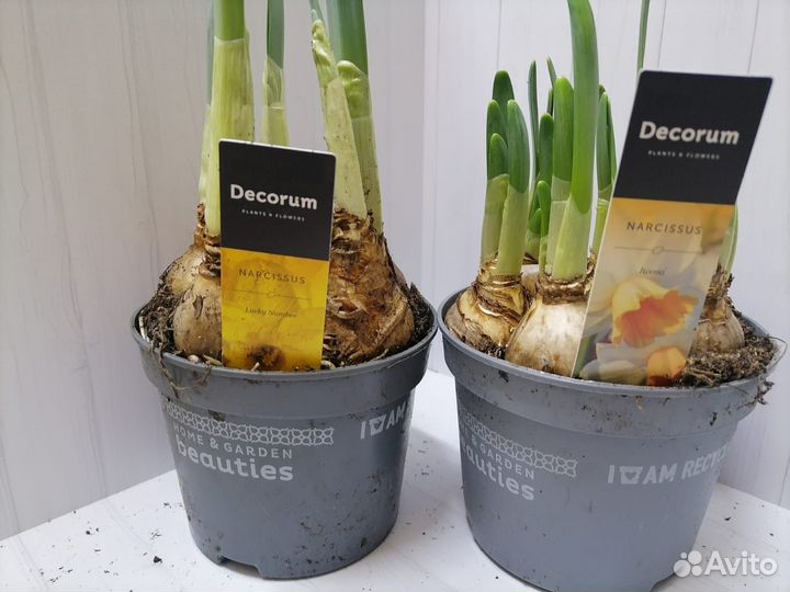Луковицы нарциссов