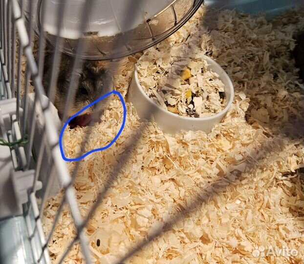 Джунгарский хомяк