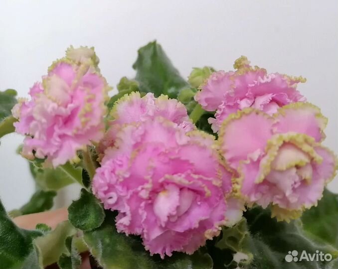 Фиалки сортовые