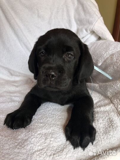 Лабрадор ретривер щенки