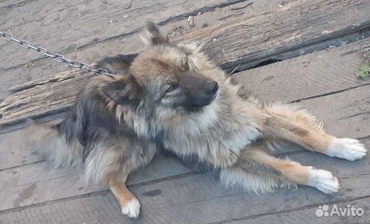 Собака отдам