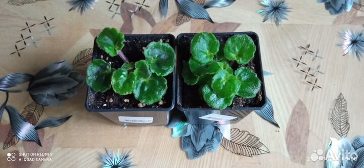 Фиалка, бальзамин