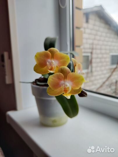 Орхидея фаленопсис