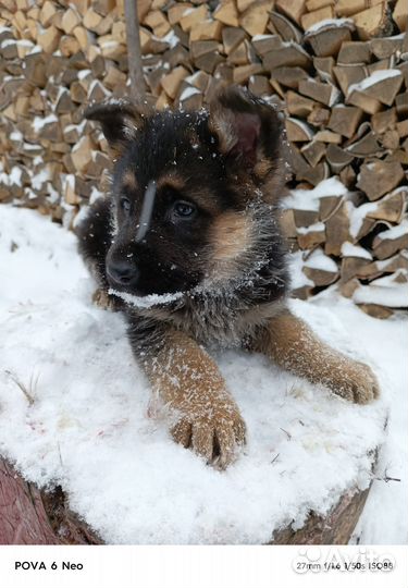 Щенки немецкой овчарки