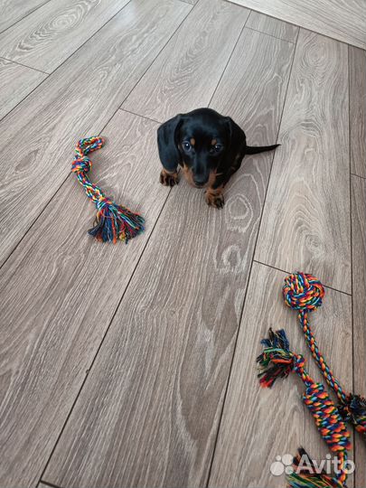 Карликовая такса щенки