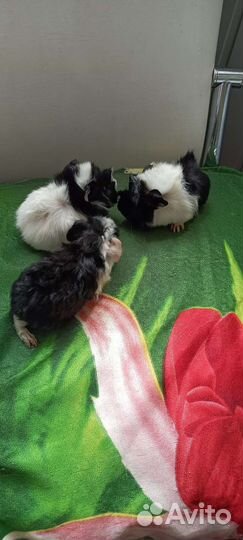 Морская свинка