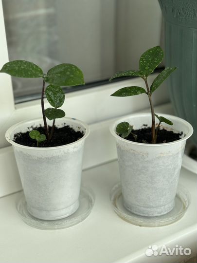 Замиокулькас (долларовое)