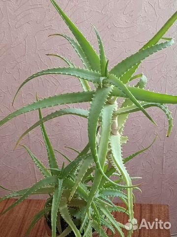 Алоэ (столетник)