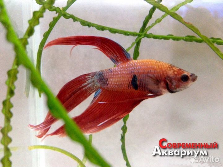 Рыбки Петушки