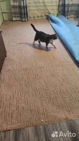 Ковровое покрытие бу