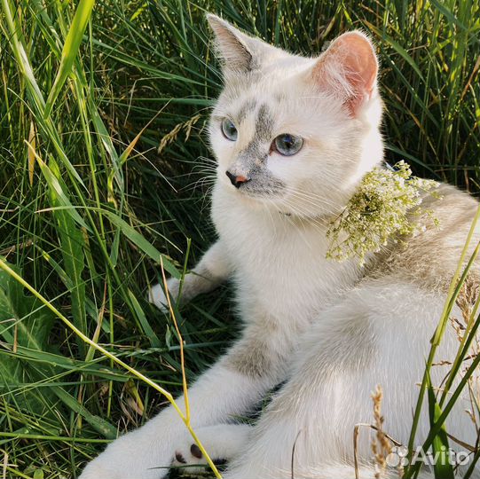 Кошечка для вязки