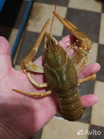 Живые раки (Свежий привоз)