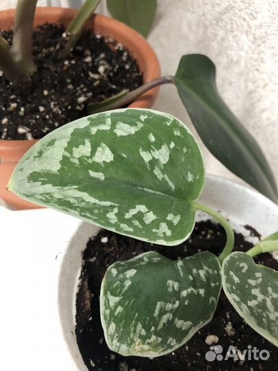 Сциндапсус (Эпипремнум) сильвер энн