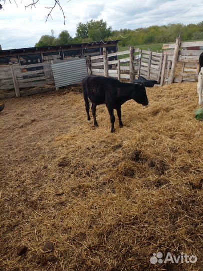 Баран куйбышевкий и две тёлки