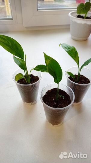 Комнатные растения цветы