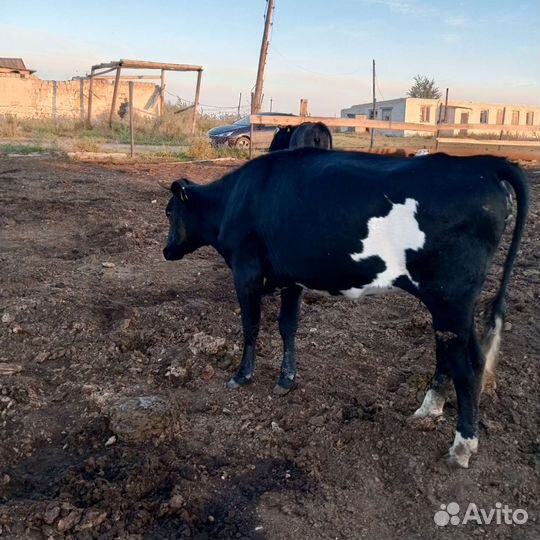 Телки стельные