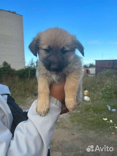 Щенок мальчик