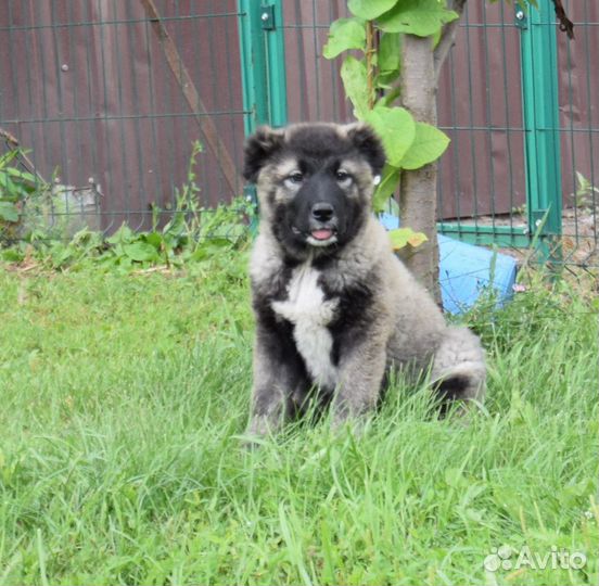 Щенки кавказской овчарки