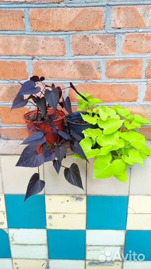 Колеусы сортовые, ипомея батат