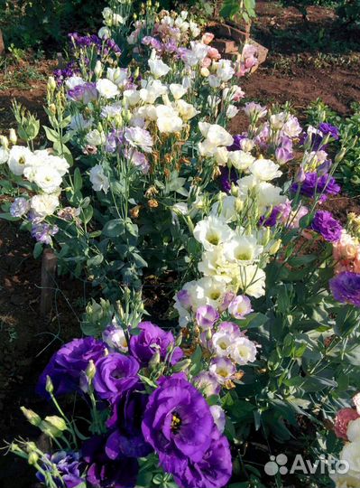 Эустома на срезку, черенки цветущие герани