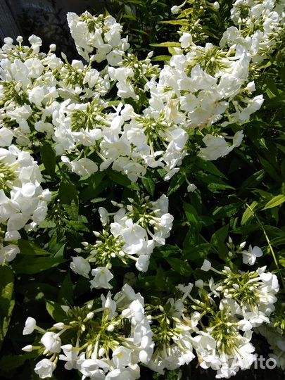 Флоксы многолетние