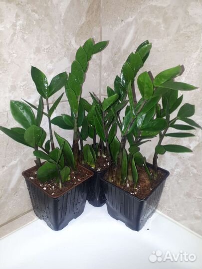 Замиокулькас