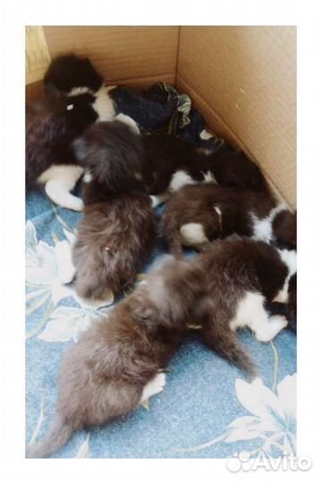 Котята малыши маркизные