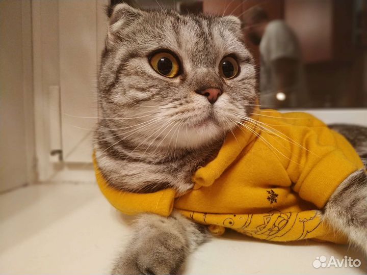Шотландская вислоухая кошка в добрые руки