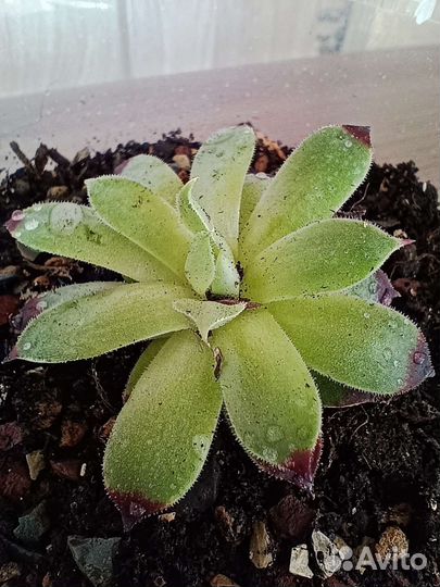 Суккуленты в контейнерах (молодило)