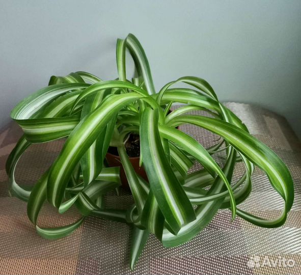 Хлорофитум кудрявый бонни