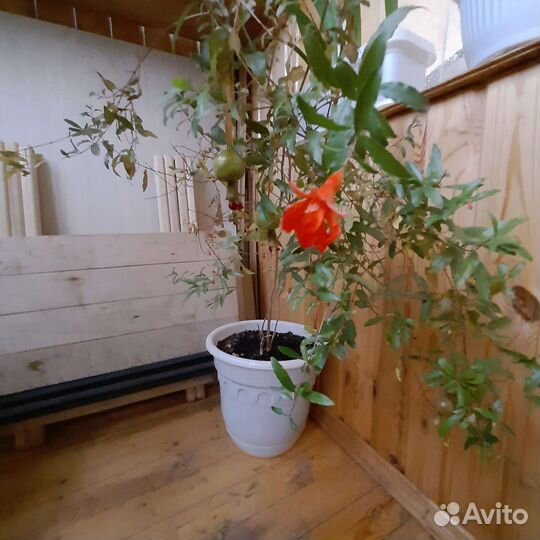 Комнатные растения цветы большие