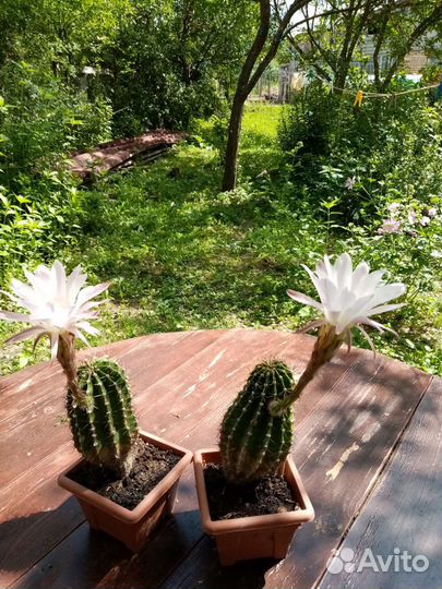 Кактусы и суккуленты