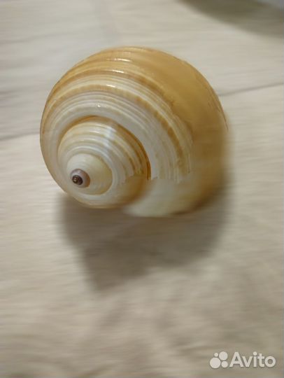 Ракушки
